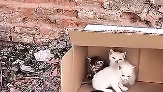 When the kittens meet the couple, they will start a better life. #cat #kitten