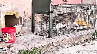 An angry cat can't be convinced that we want to help her