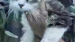 Cat hit by car falls in love with his rescuer. #rescuedcat #cat #kitten