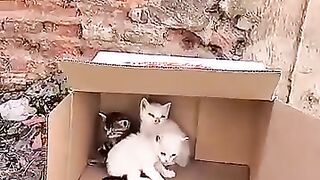 I will be a father and a savior to every kitten that has been