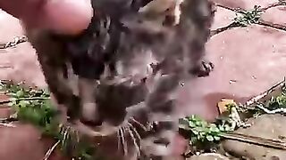 So much care for this rescued kitten made me fall in love