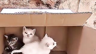 While they wait for help, the kitten tries to guard his brothers. #kitten #cat #rescuedkitten
