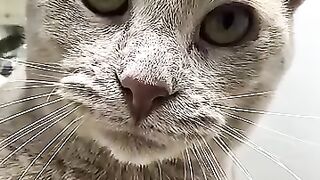 When the cat Mira saw herself. #cat #kitten #funny