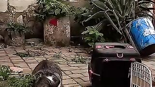 We will be the perfect parents for them. #cat #kitten #rescuedcat