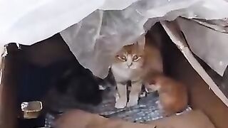 These kittens would not have survived without this savior. #cat #kitten