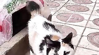 Mama cat was shocked when she lost 2 of her kittens. #cat #kitten #rescuedcat