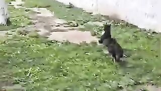 The injured cat will run and we will run until we save him from his