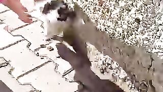 A kitten falls in love with her rescuer after just a few days. #cat