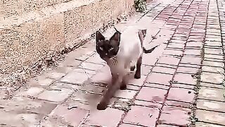 Mama Cat brings a blind Kitten and says me don't abandon her.