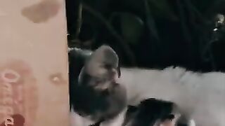 After 75 days of rescue, Mama Cat emerges from the glass room.#cat #kitten