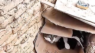 After the rescue, the mama cat fell in love with the rescuer. #cat #kitten