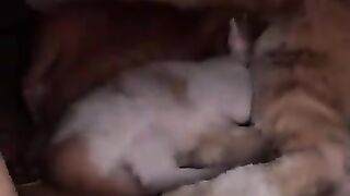 Kittens fly after being rescued by a cat shelter. #cat #kitten