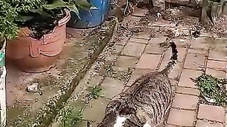 Mother gives birth in 5 star hotel after her house is robbed. #cat