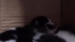 I will be the cats' mother, so I can understand them and help them. #cat #kitten