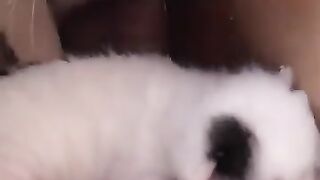 A surprise for a mama cat leaves her crying kitten confused. #cat #kitten #rescuedcat