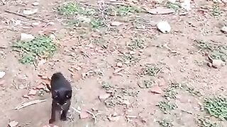 Kitten breaks man's heart after being rescued. #rescuedkitten #kitten #brokenheart