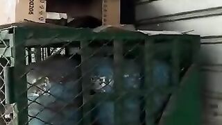 Cats will not starve as long as there are good people. #cat #kitten