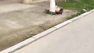 The moment the stray cat's mood changed to happiness.