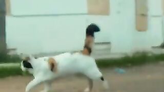 Camellia, the cat, finds herself falling in love with her rescuer