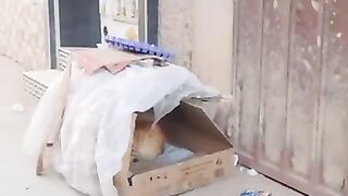 A New Hope Begins for Mama Cat and Her Kittens After Their Rescue.