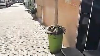 Sleeping stray cat's reaction to smelling food