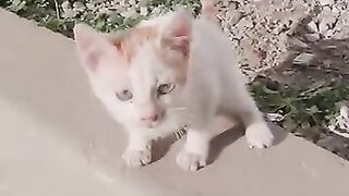 Helpless kitten with a painful leg found an angel who saved it and changed its life