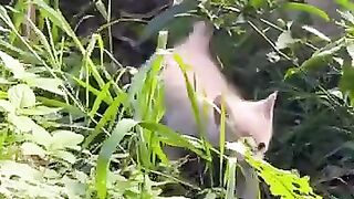 Kitten with a severed tail, sees hope