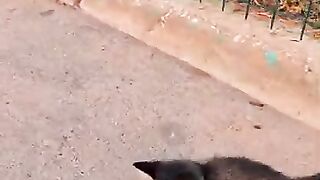 Kitten with amputated leg finds rescuer before death on the street