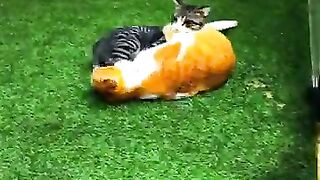 Fighting 2 Blind Cats Aron VS Mimoun