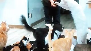 The cats will fall in love with my baby just like they fell in love with their savior.