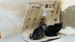 This man's happiness is linked to the happiness of cats 2