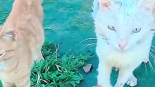 The story of a Cesar Tripod cat that falls in love with a human who saved it from death