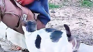 More cat love is my only cure