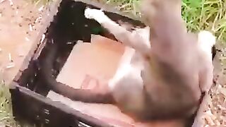 Every cat I help makes me fall in love with them.