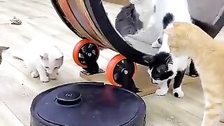 Cute and funny cats 4