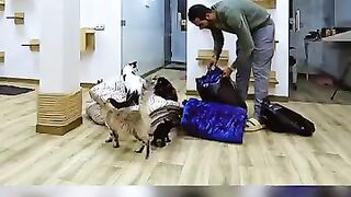 Cozy Blankets Make a Difference for Cats at the Shelter.