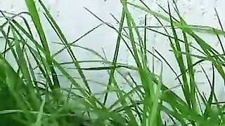 After you save her, you will be amazed by her love. #cat