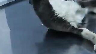 A cat got hit by a car and left, but I won't leave it. #rescuedcat #cat #kitten