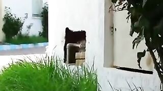 Love falls between Maxi the kitten and the lady after the rescue. #kitten