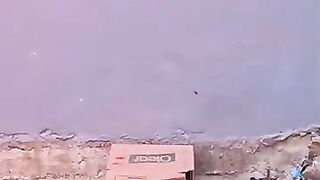 Mama cat says thank you after seeing her kittens