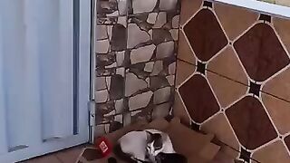 The cat will say thank you for taking care of her kittens and saving them.