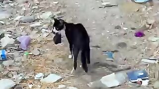 Mama cat gave her kittens to me after their owner abandoned them. #cat