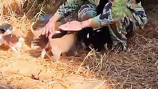 Wooden puppy house makes mom very happy