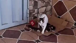 Mother Cat Confused After Being