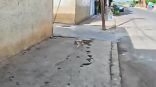 I will try to be like a mama cat to take care of all the stray cats. #cat