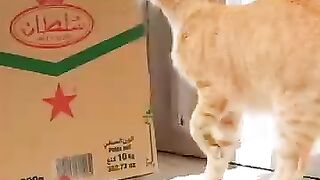 The Pirate mama cat realized we came to help her kittens. #rescuedcat