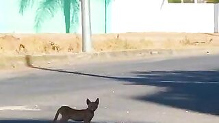 I will be a second mother to all the stray cats and kittens. #kitten #cat