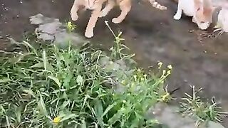 Cesar the cat has fallen in love with his savior.