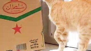 SOS- Kittens Moaning in the Hot Sun -- I Rescue Mama