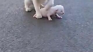 Mama cat is worried after she couldn't get her kitten out of the way